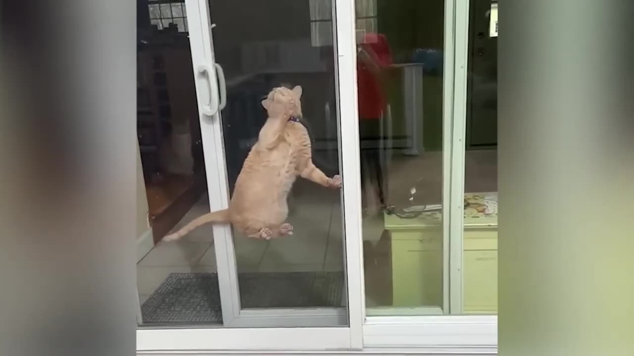 Laughing Out Loud: Funniest Animal Videos 2023 Compilation