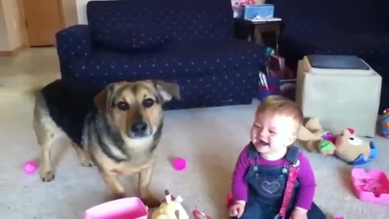 Funny dog