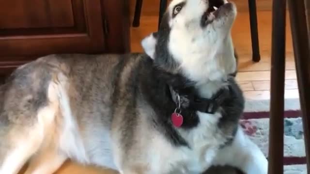 Ha, the look of injustice is so funny.