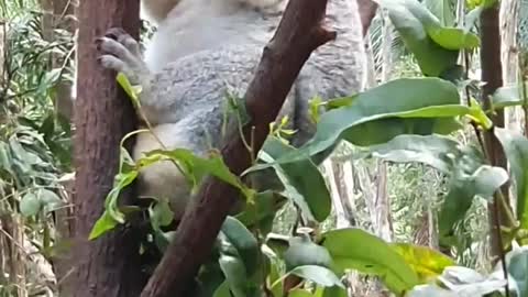 Cute koalas