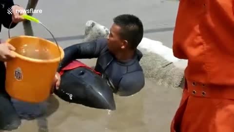 Officials scramble to rescue 9 melon-headed whales stranded on beach in eastern China