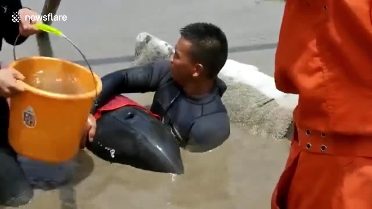 Officials scramble to rescue 9 melon-headed whales stranded on beach in eastern China