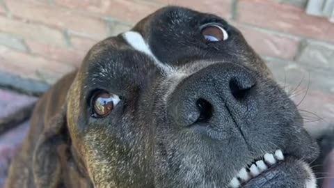 "Top 5 Smartest Dog Breeds and What Makes Them Special 🐾🧠"