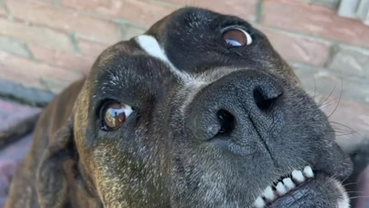 "Top 5 Smartest Dog Breeds and What Makes Them Special 🐾🧠"