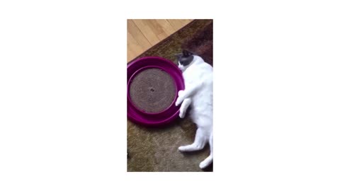 You will Laugh So Hard