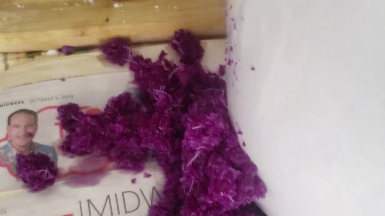 purple cabbage juice(10/16/24)