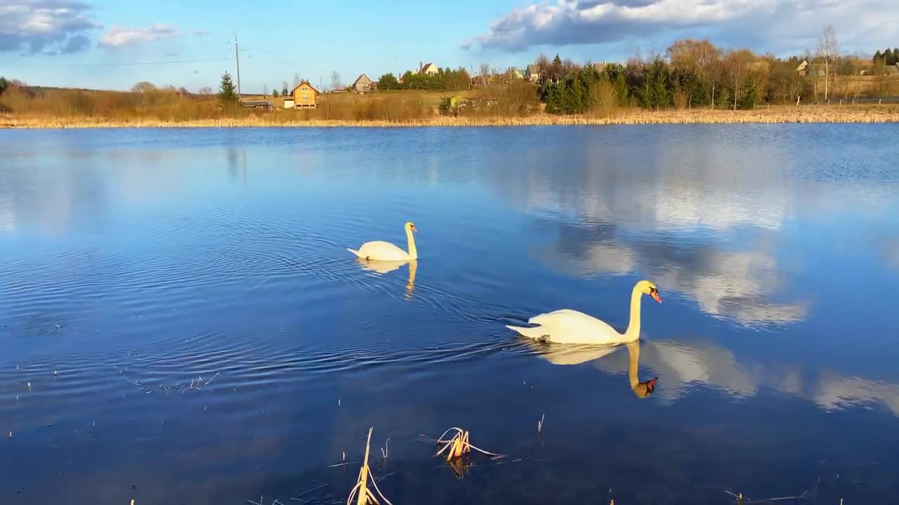 Swans So picturesque (Amazing Blue water)