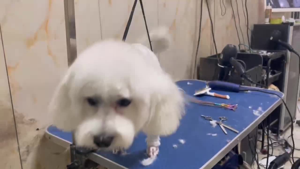 dog grooming