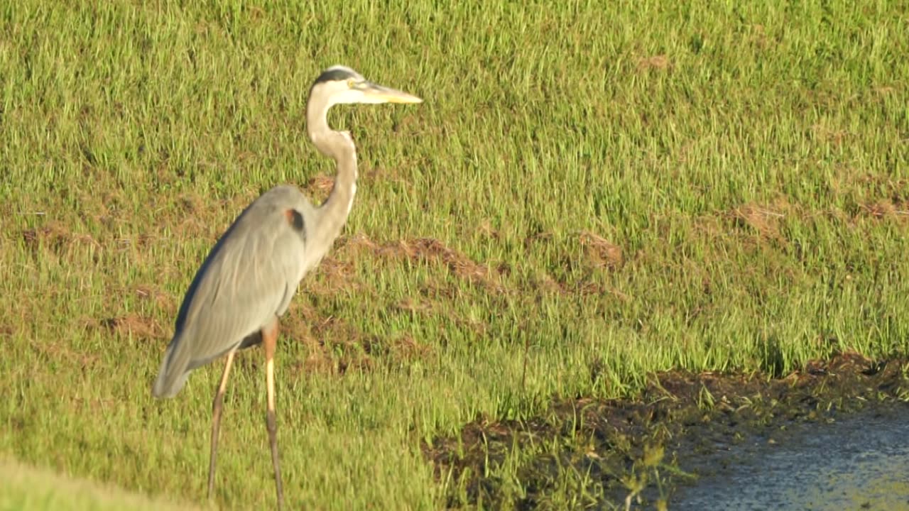 The Great Blue Heron and Olympic Bass Gymnastics: 9-24-2024