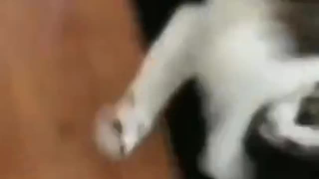CAT.exe stopped working😂😂🤣 Funny Video