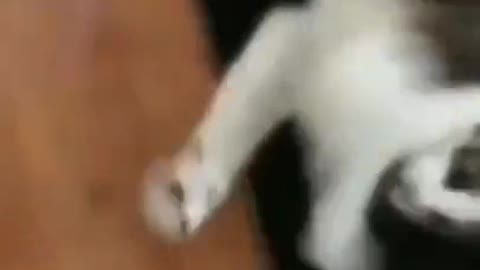 CAT.exe stopped working😂😂🤣 Funny Video