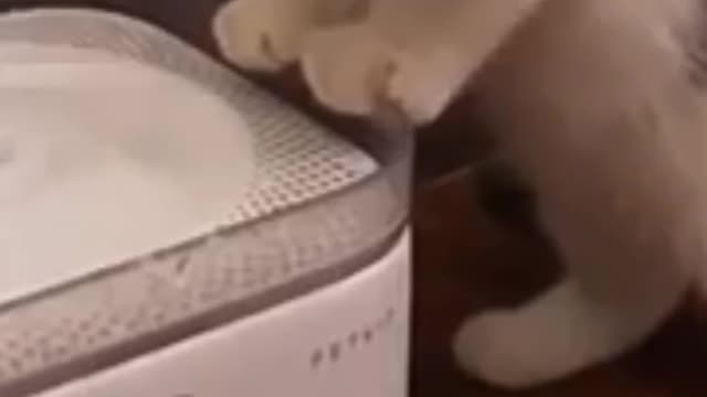 Rumble/Animal Lover Group Funny cat eat and look surprise you very funny video 2022
