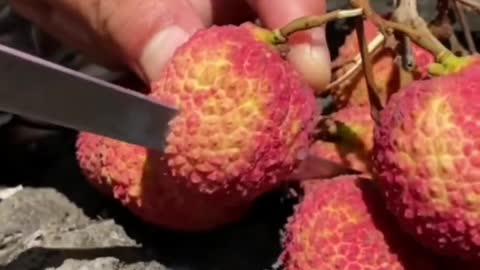 Fruits Video Farm Fresh Ninja Fruit Cutting Satisfying Fruit | Amazing Fruits Video #fruits #short