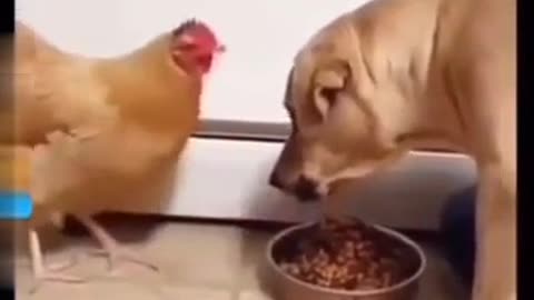 Dog meet chicken