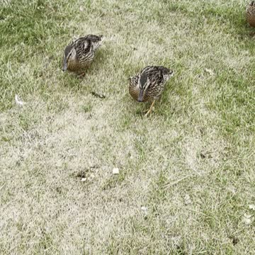 Dry cute babies ducks