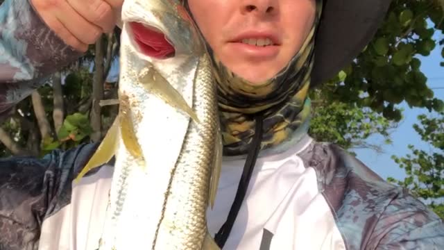 Snook on the artificial Tsunami shrimp