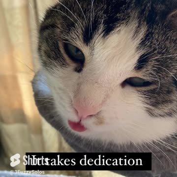 Professional napper, a job I would never retire from #ToughLife #CatNapping