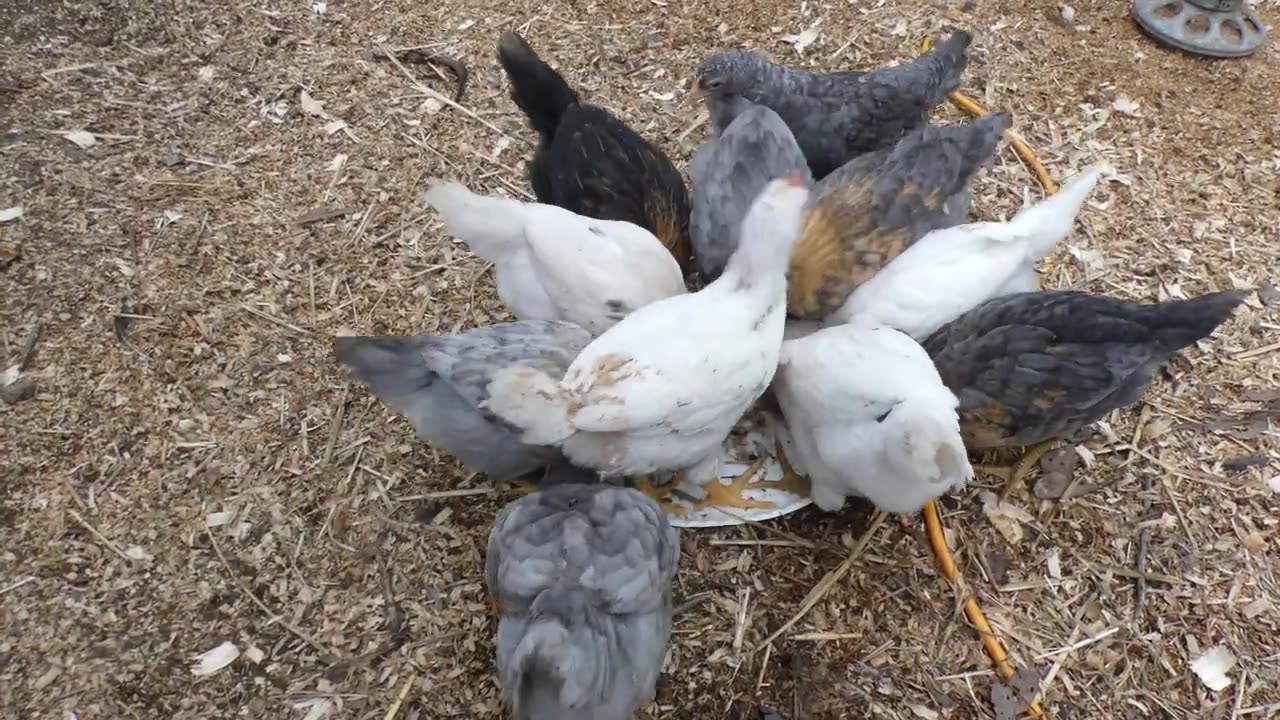 Introducing my new chicks to a bit of fish. Blew their little minds.