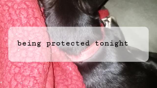 Protective pets