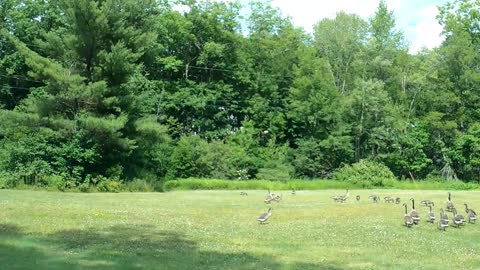 Canada Geese