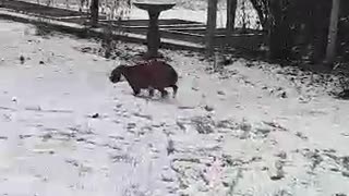 Zestful Husky has severe case of zoomies