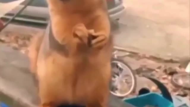 Funny squirrel