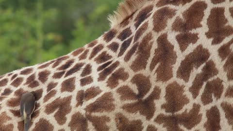 Giraffe Shots with a nice and lovely bird