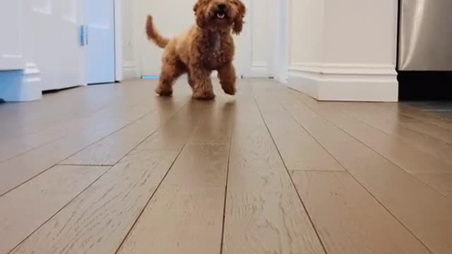 Dog dancin to the beat