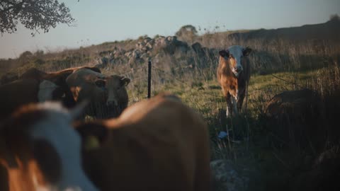 Brown cows grazing at sunset