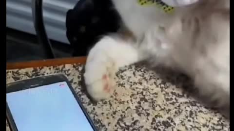 Animal reacts