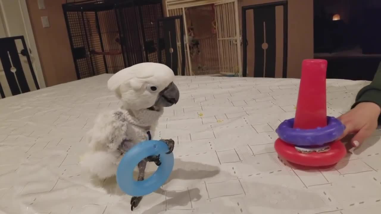 My Cockatoo Playing with Baby Toys | PARROT VIDEO OF THE DAY❁; ෆ