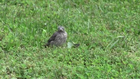 Bird teaches its baby to fly