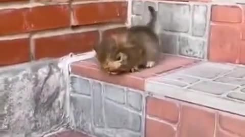drunk cat