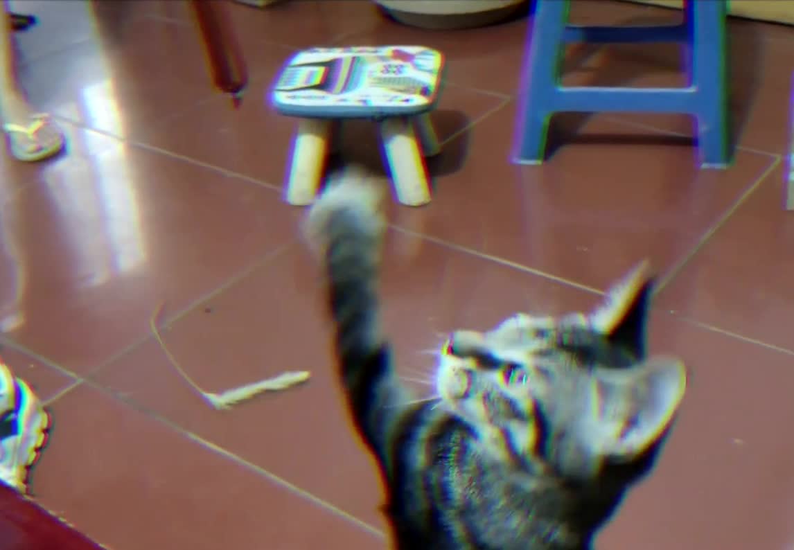 Ham is a fatal temptation for cats