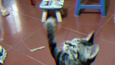 Ham is a fatal temptation for cats