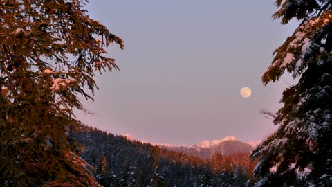 Moon in the sky a snowy forest