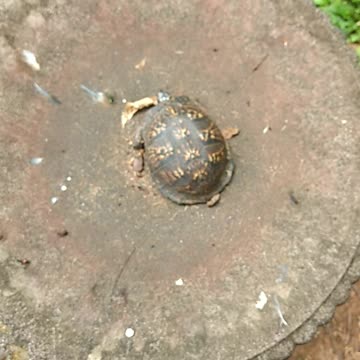 I found a box turtle