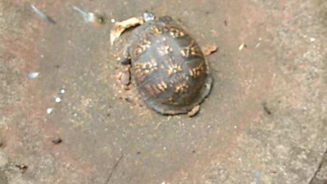 I found a box turtle