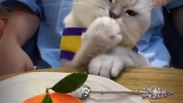 Lovely cat video