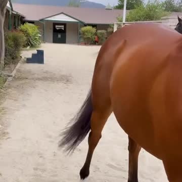 funny|prank|jokes|funny jokes|dad jokes|funny memes|funny video|fun|laughing|funny animal|knock