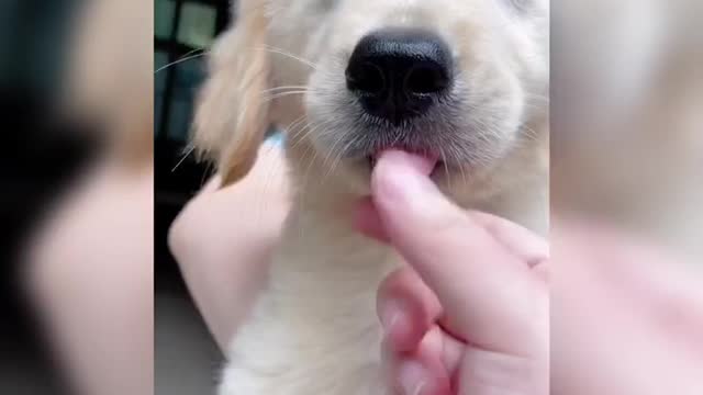 How can people not love a puppy sticking its tongue out?