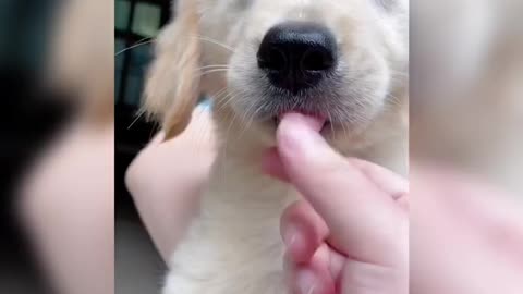 How can people not love a puppy sticking its tongue out?