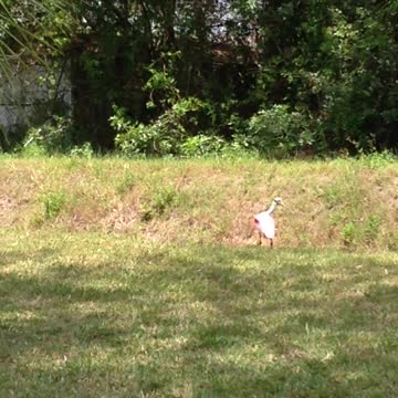 Roseate Spoonbill #2