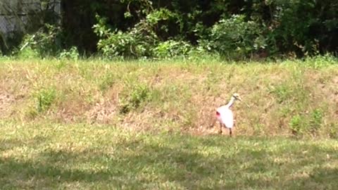 Roseate Spoonbill #2