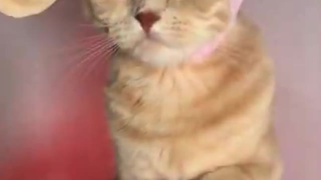 Tiktok cat 😼👍 #youtubeshorts #shorts