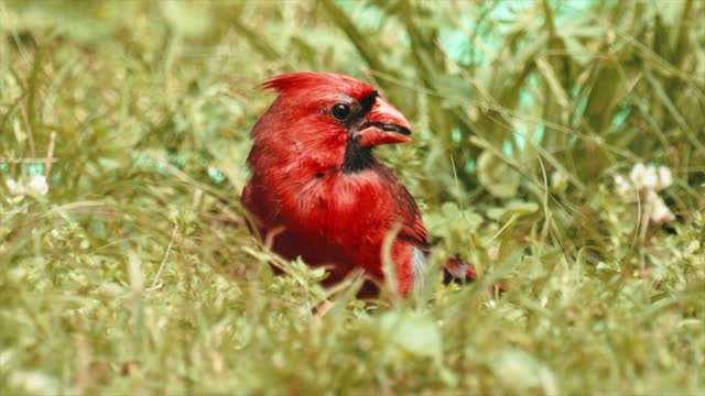 Can anyone tell me what kind of bird is this?