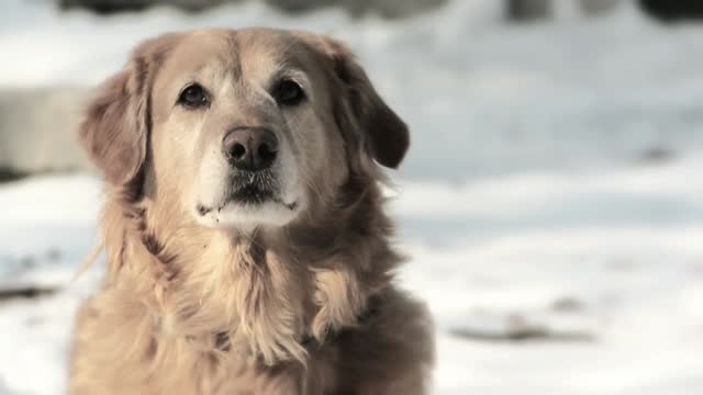 Golden retriever