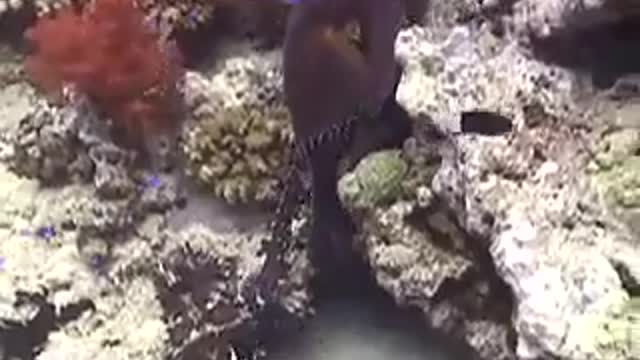 Fiji - Octopus Mating