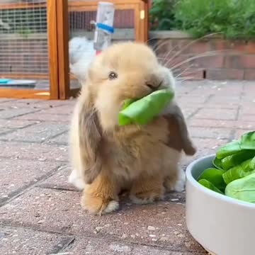 COMIDA Hora de encher a barriguinha😍💛😍💛
