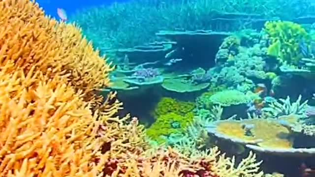 Fish take coral as their house